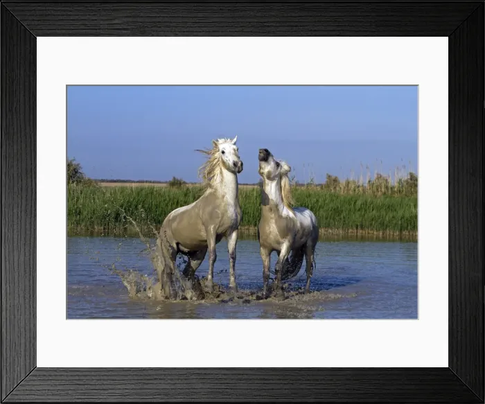 Framed Print : Picture No. 10894226 Framed Print : Picture No. 10894226