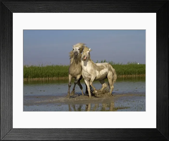 Framed Print : Picture No. 10894229 Framed Print : Picture No. 10894229