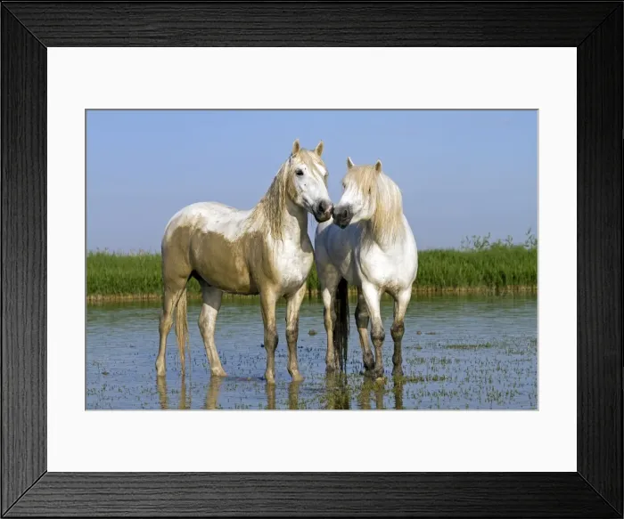 Framed Print : Picture No. 10894222 Framed Print : Picture No. 10894222