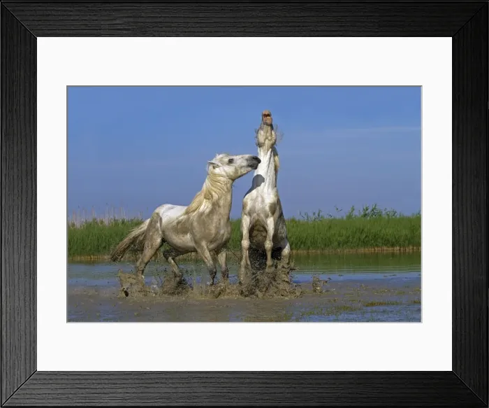 Framed Print : Picture No. 10894231 Framed Print : Picture No. 10894231