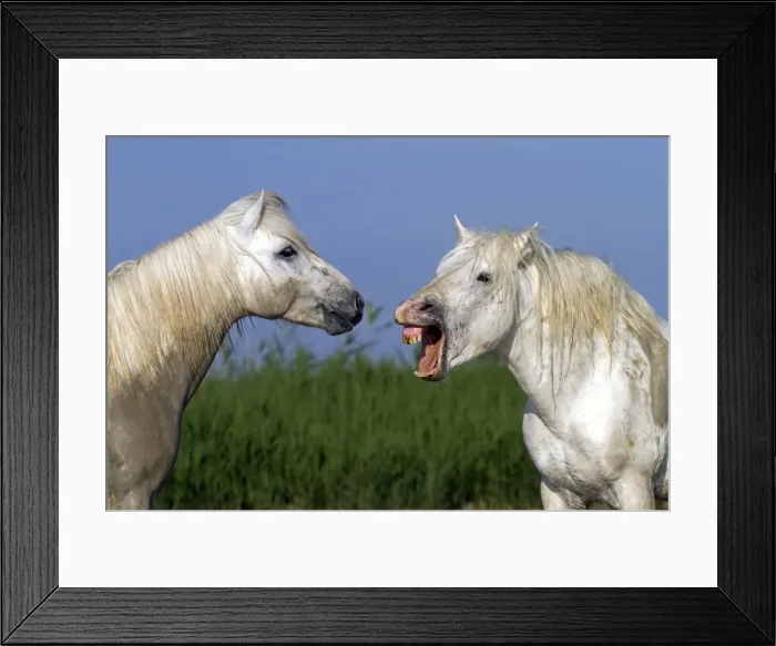 Framed Print : Picture No. 10894227 Framed Print : Picture No. 10894227