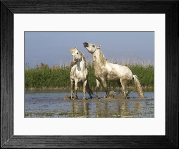 Framed Print : Picture No. 10894233 Framed Print : Picture No. 10894233