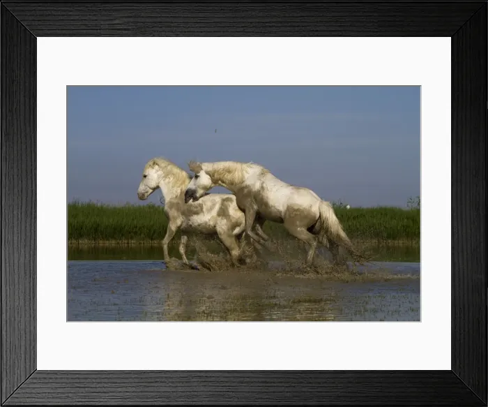 Framed Print : Picture No. 10894230 Framed Print : Picture No. 10894230