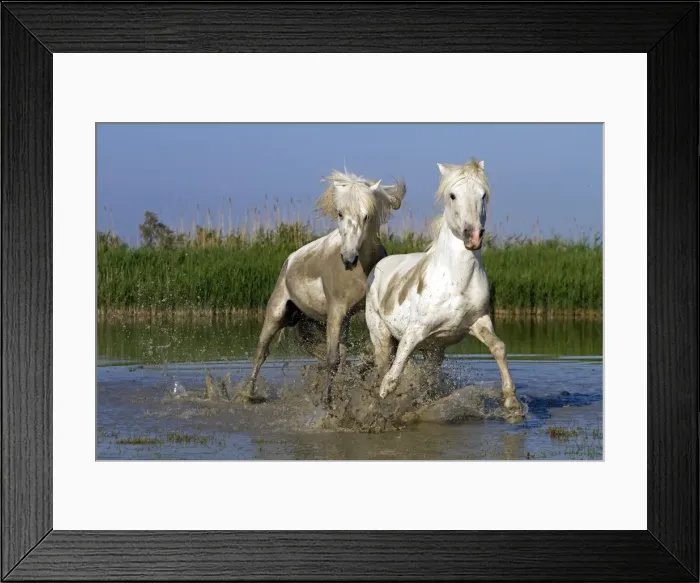 Framed Print : Picture No. 10894228 Framed Print : Picture No. 10894228