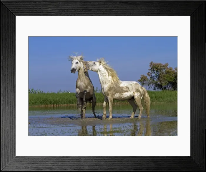 Framed Print : Picture No. 10894232 Framed Print : Picture No. 10894232