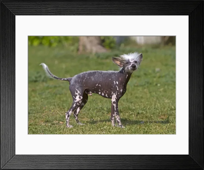 Framed Print : Picture No. 10894239