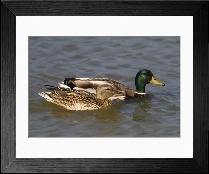 Framed Print : Picture No. 10894237 Framed Print : Picture No. 10894237