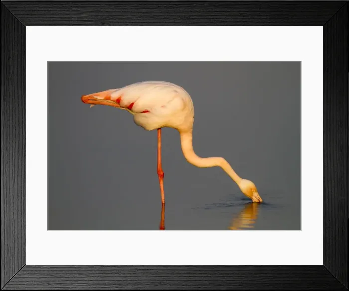 Framed Print : Picture No. 10894246 Framed Print : Picture No. 10894246