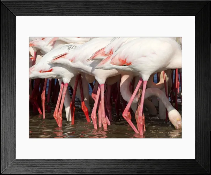 Framed Print : Picture No. 10894248 Framed Print : Picture No. 10894248