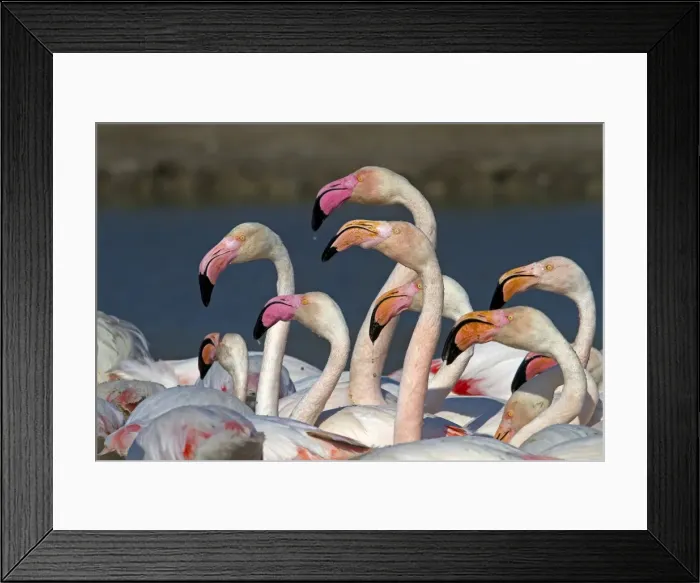 Framed Print : Picture No. 10894249 Framed Print : Picture No. 10894249