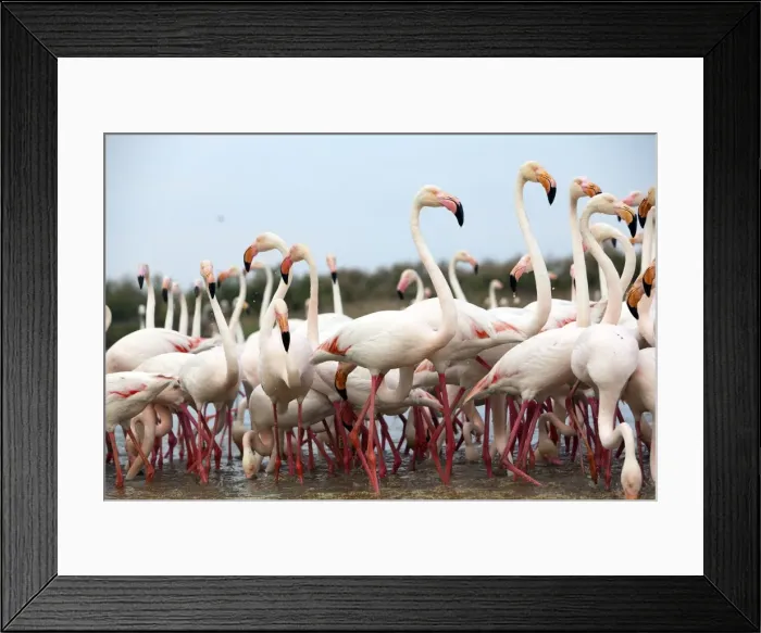 Framed Print : Picture No. 10894251