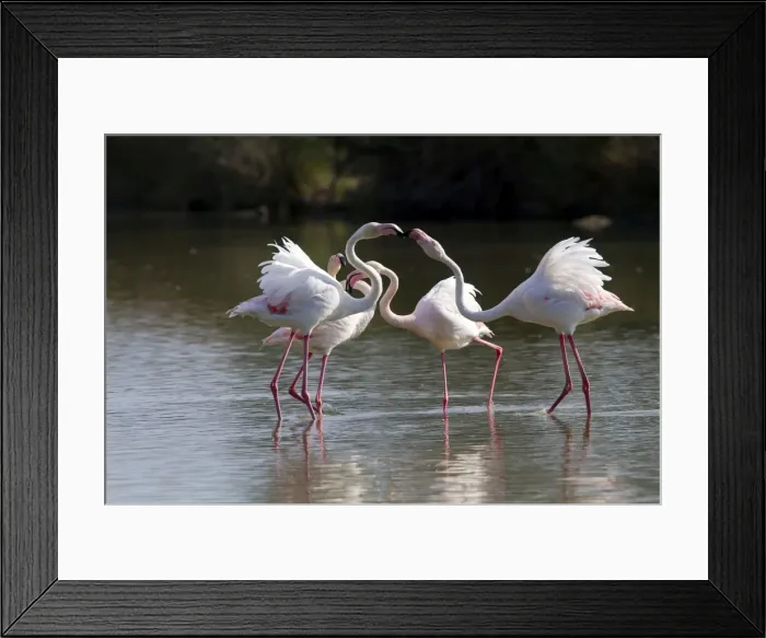 Framed Print : Picture No. 10894245 Framed Print : Picture No. 10894245