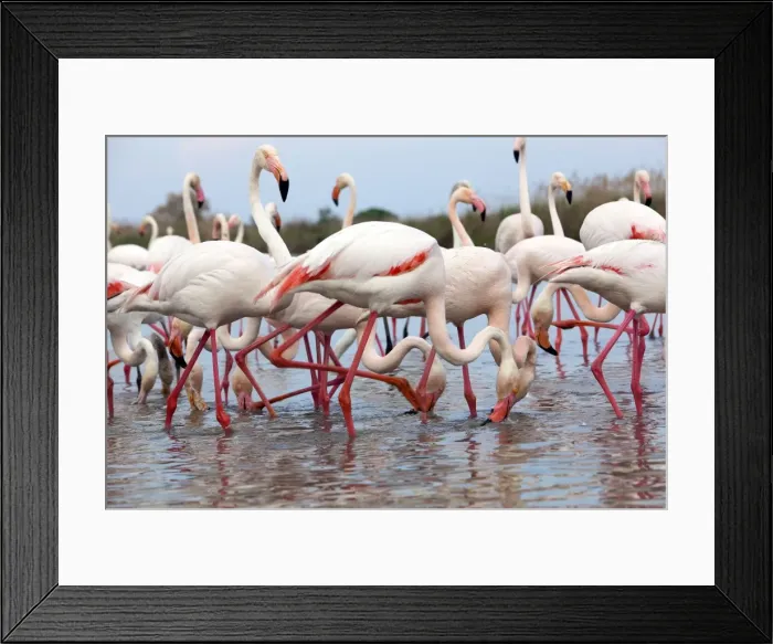 Framed Print : Picture No. 10894252 Framed Print : Picture No. 10894252