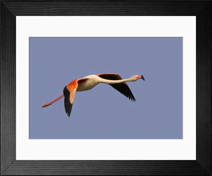 Framed Print : Picture No. 10894255 Framed Print : Picture No. 10894255