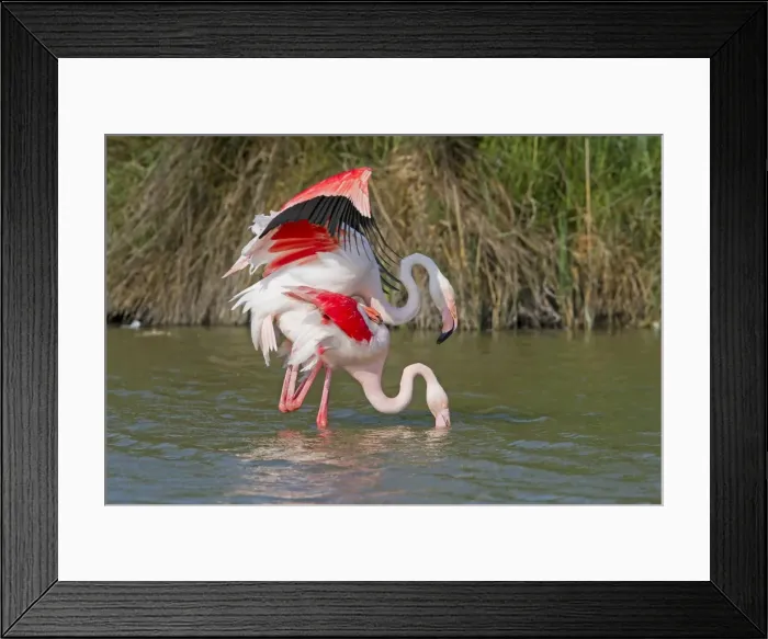 Framed Print : Picture No. 10894254