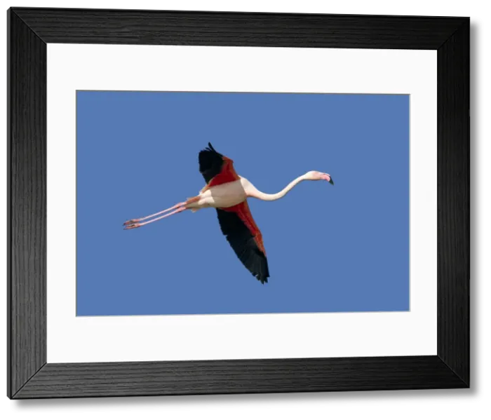 Framed Print : Picture No. 10894258 Framed Print : Picture No. 10894258