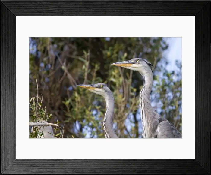 Framed Print : Picture No. 10894260 Framed Print : Picture No. 10894260