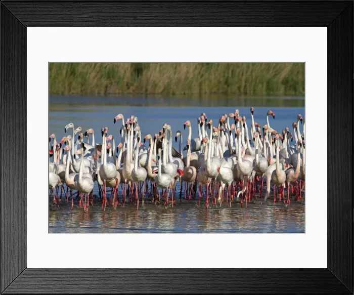 Framed Print : Picture No. 10894257 Framed Print : Picture No. 10894257