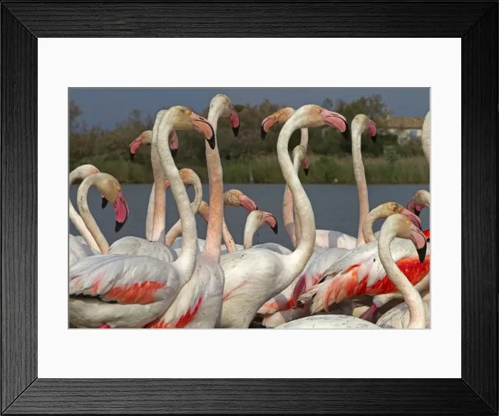 Framed Print : Picture No. 10894256 Framed Print : Picture No. 10894256