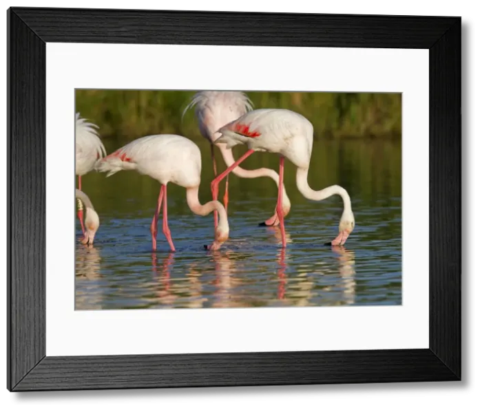 Framed Print : Picture No. 10894253 Framed Print : Picture No. 10894253