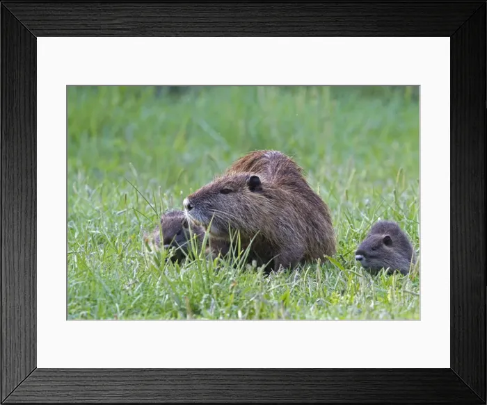 Framed Print : Picture No. 10894265 Framed Print : Picture No. 10894265