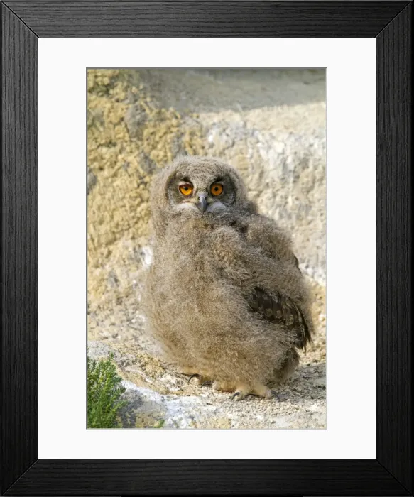 Framed Print : Picture No. 10894259 Framed Print : Picture No. 10894259