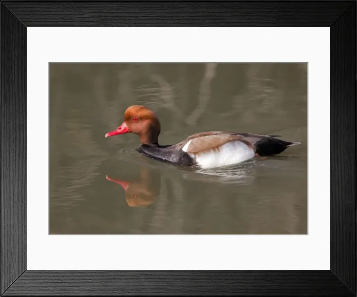 Framed Print : Picture No. 10894266 Framed Print : Picture No. 10894266