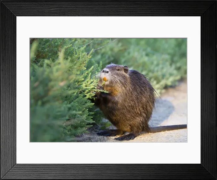 Framed Print : Picture No. 10894263 Framed Print : Picture No. 10894263