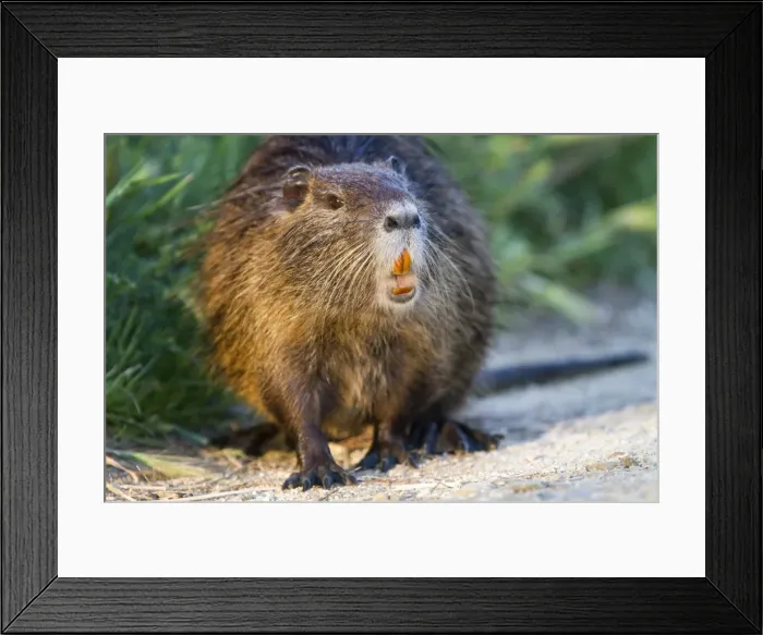 Framed Print : Picture No. 10894264 Framed Print : Picture No. 10894264