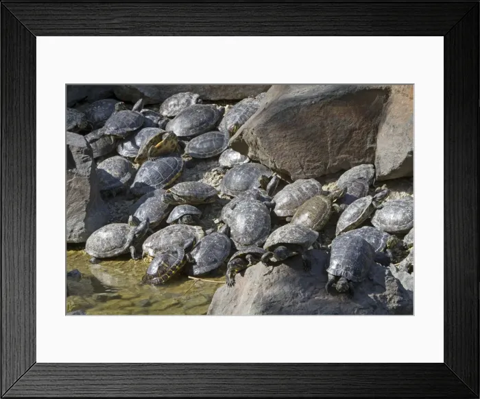 Framed Print : Picture No. 10894262 Framed Print : Picture No. 10894262