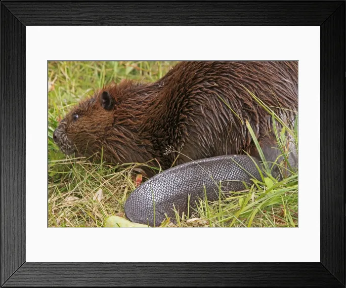 Framed Print : Picture No. 10894268 Framed Print : Picture No. 10894268