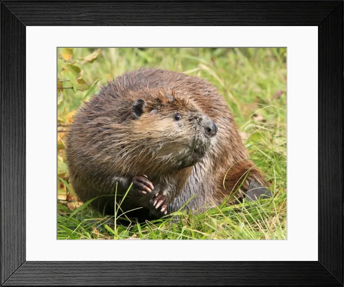 Framed Print : Picture No. 10894271 Framed Print : Picture No. 10894271