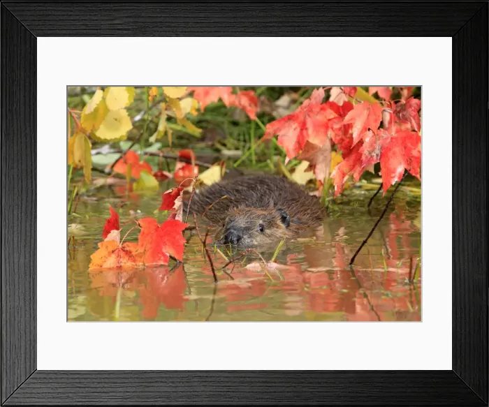 Framed Print : Picture No. 10894269 Framed Print : Picture No. 10894269