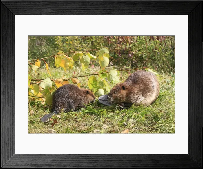 Framed Print : Picture No. 10894272 Framed Print : Picture No. 10894272