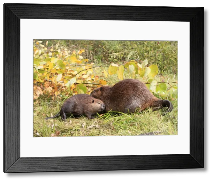 Framed Print : Picture No. 10894274 Framed Print : Picture No. 10894274