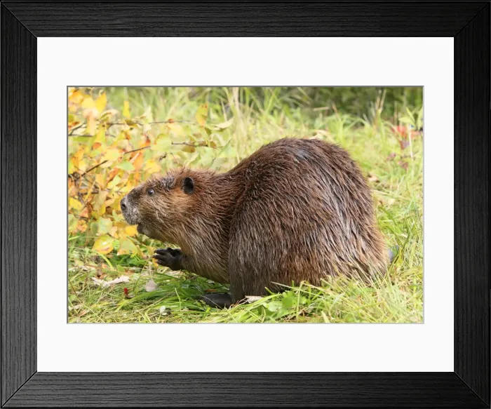 Framed Print : Picture No. 10894270 Framed Print : Picture No. 10894270