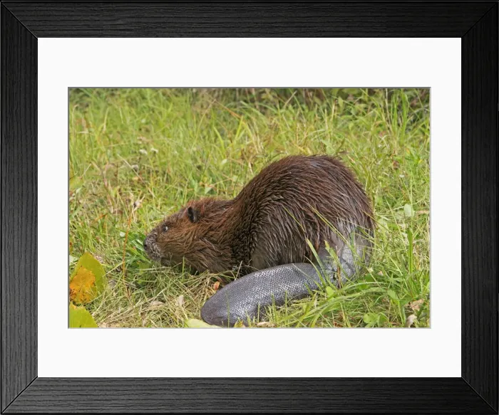 Framed Print : Picture No. 10894267