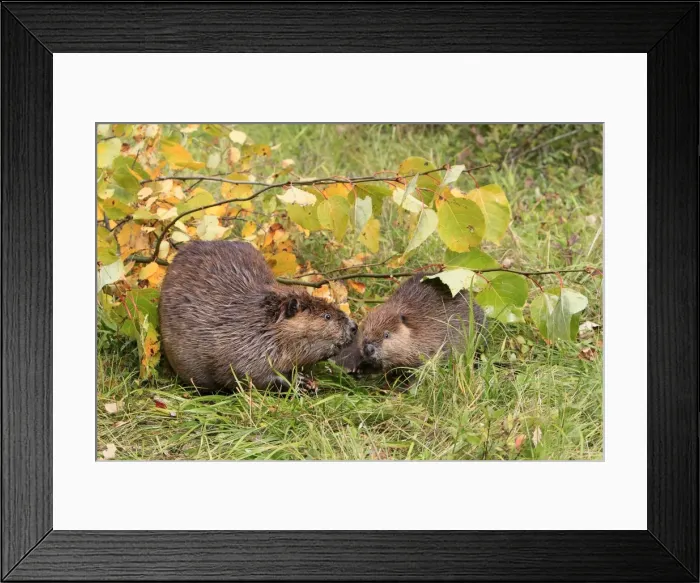 Framed Print : Picture No. 10894273 Framed Print : Picture No. 10894273