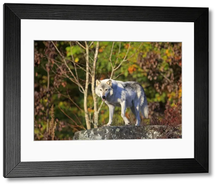 Framed Print : Picture No. 10894276 Framed Print : Picture No. 10894276
