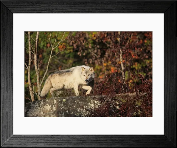 Framed Print : Picture No. 10894277 Framed Print : Picture No. 10894277