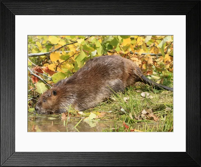 Framed Print : Picture No. 10894275 Framed Print : Picture No. 10894275