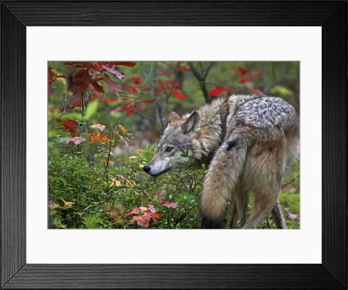 Framed Print : Picture No. 10894281 Framed Print : Picture No. 10894281