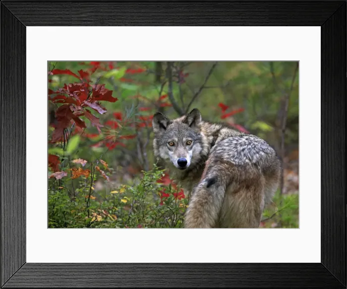 Framed Print : Picture No. 10894282 Framed Print : Picture No. 10894282