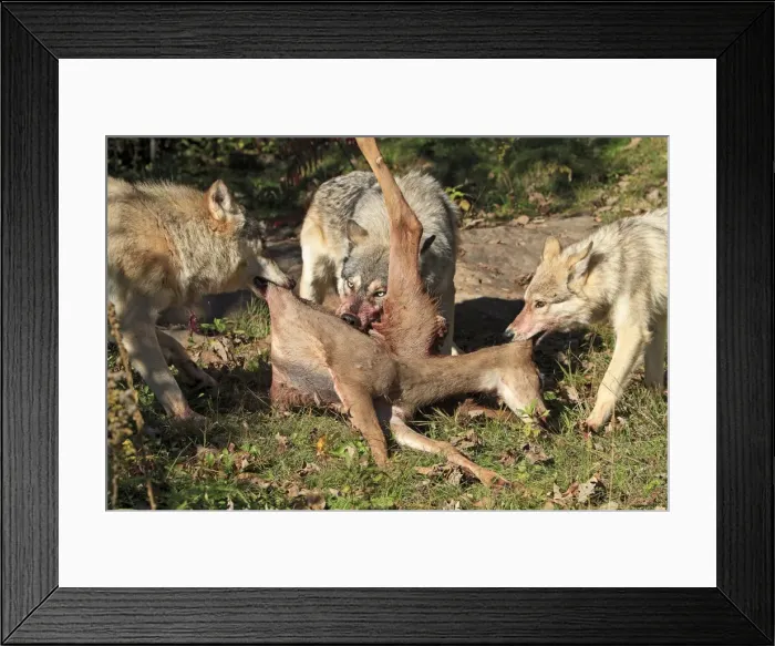 Framed Print : Picture No. 10894287 Framed Print : Picture No. 10894287