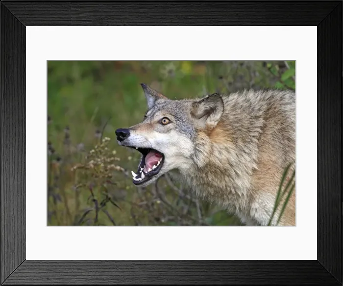 Framed Print : Picture No. 10894290 Framed Print : Picture No. 10894290