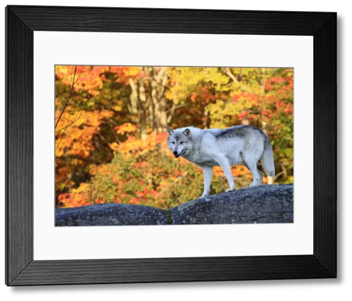 Framed Print : Picture No. 10894283 Framed Print : Picture No. 10894283