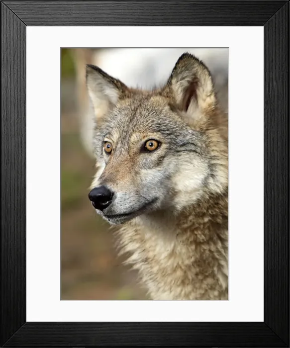 Framed Print : Picture No. 10894293 Framed Print : Picture No. 10894293