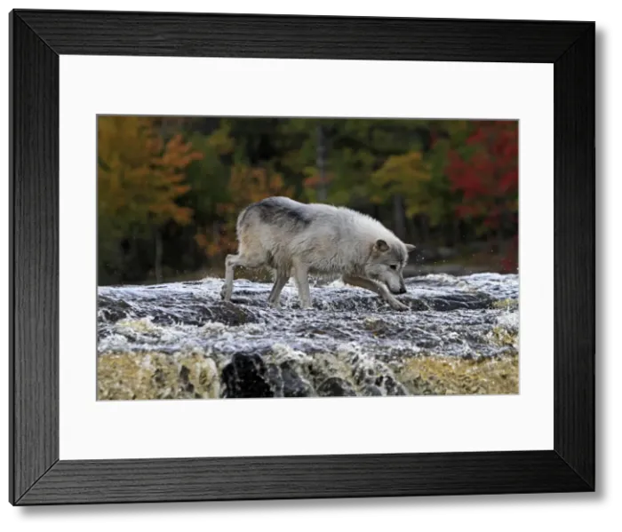 Framed Print : Picture No. 10894291