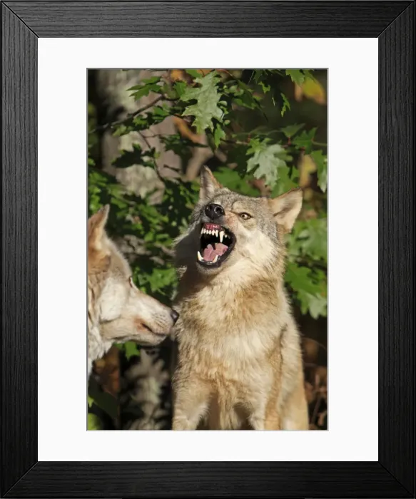 Framed Print : Picture No. 10894289 Framed Print : Picture No. 10894289
