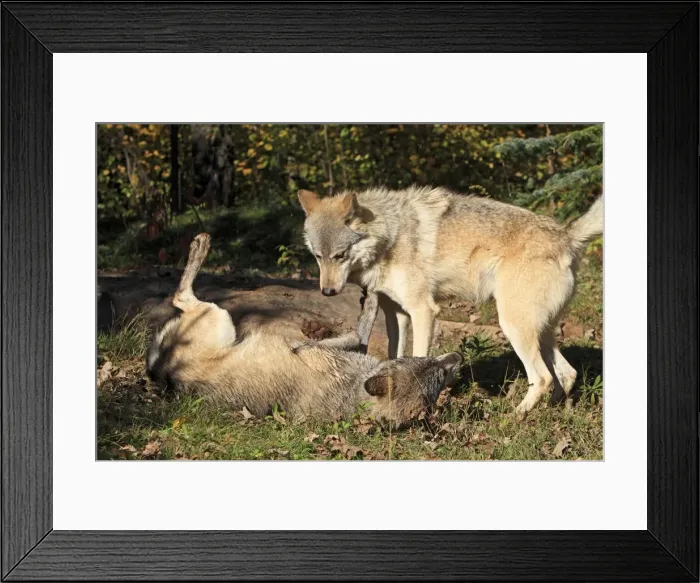 Framed Print : Picture No. 10894288 Framed Print : Picture No. 10894288